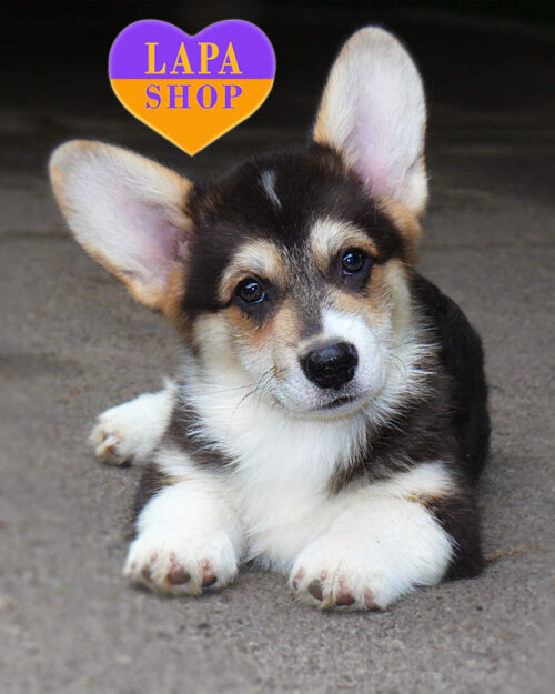Welsh Corgi Pembroke tricolor