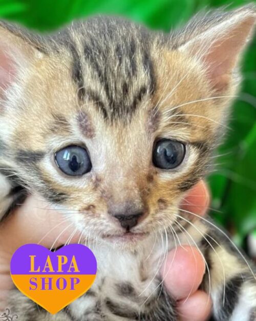 Handsome Toyger Kitten Ikuto