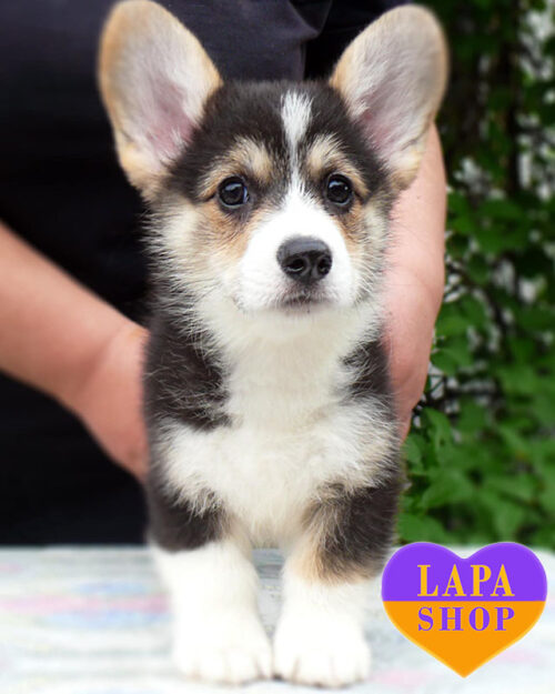 вельш корги пемброк рыже-белого окраса