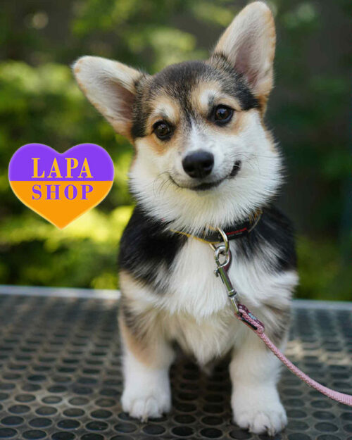 вельш коргі пемброк триколорного забарвлення