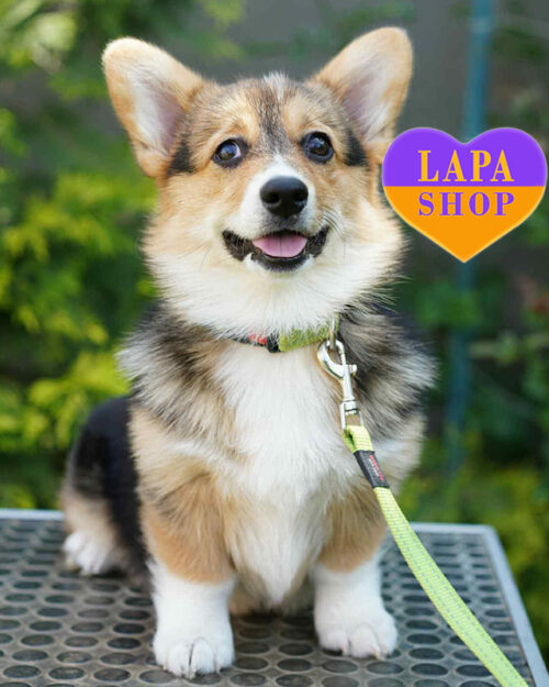 вельш коргі пемброк триколорного забарвлення