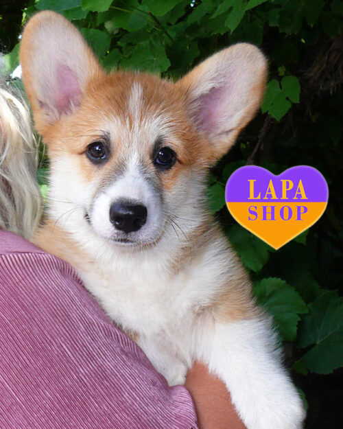 вельш корги пемброк рыже-белого окраса