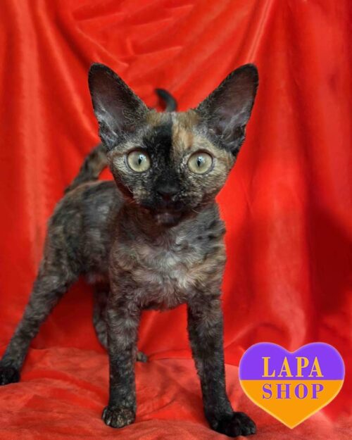Charming Devon Rex Kitty in a Tortoiseshell Fur Coat Intriga