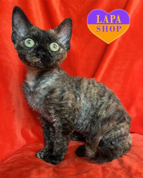 Iris is a Beautiful Devon Rex Tortoiseshell Kitty