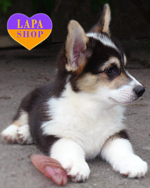 триколорний вельш коргі пемброк