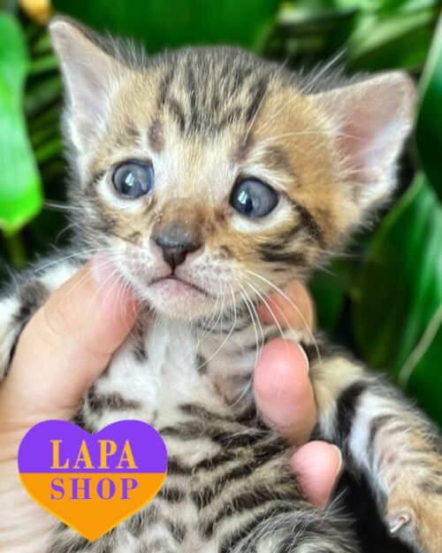 Itaria is a Toyger Beauty in a Luxurious Fur Coat