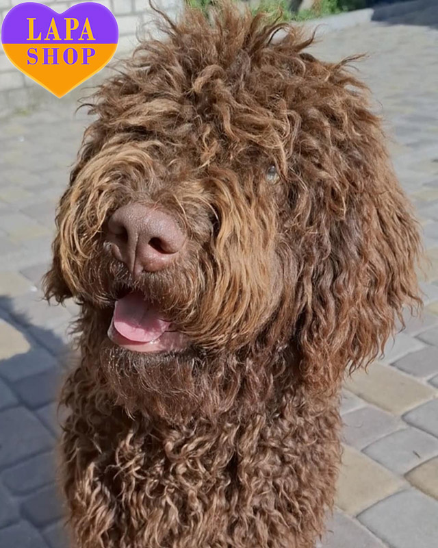 іспанський водяний собака коричневого забарвлення