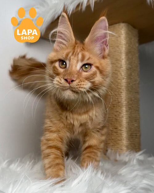 червоний плямистий мейн-кун