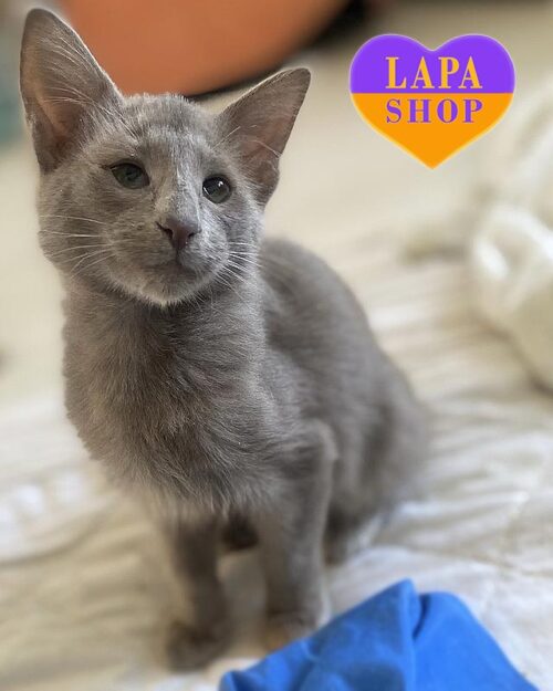 лілова яванез