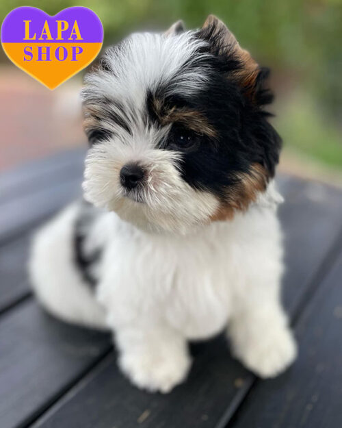 триколорный бивер йоркширский терьер