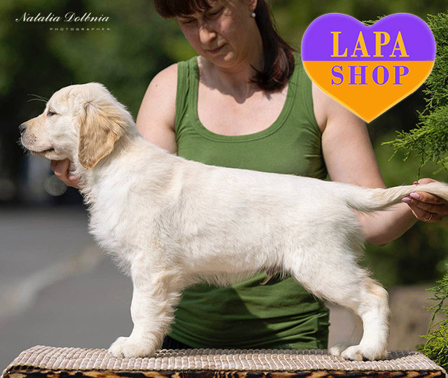 Golden Retriever Samoyed Mix Puppies For Sale Samoyed Mix Golden