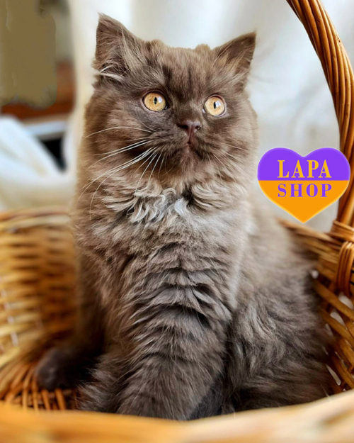 шоколадний хайленд-страйт