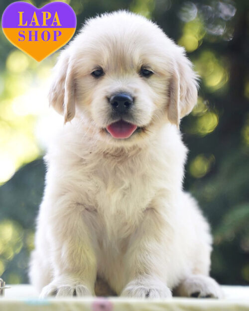 cream-colored golden retriever