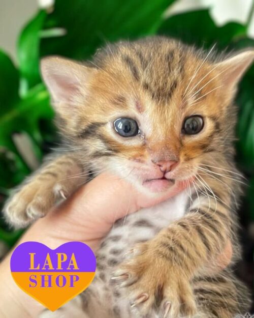 Bright Toyger Kitty Jumbalaya