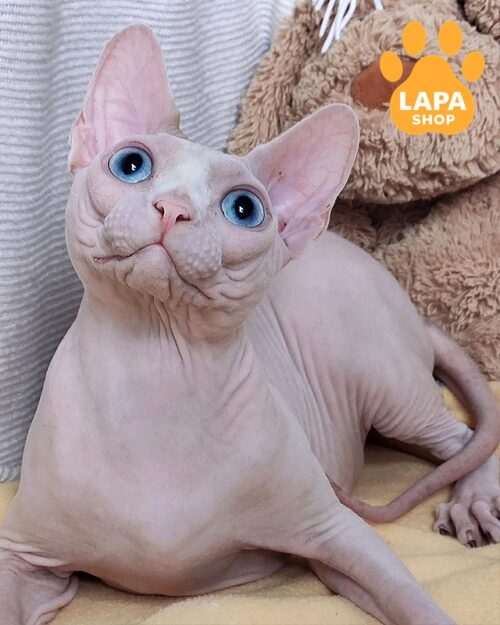 блакитноокий канадський сфінкс