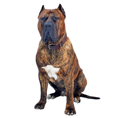 Канарський дог