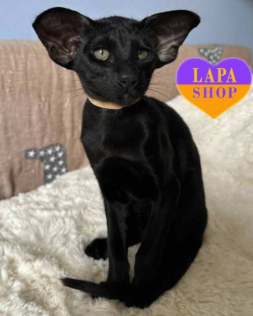 чорний орієнтал