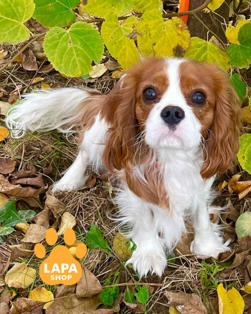 кавалер кінг чарльз спанієль забарвлення бленхейм