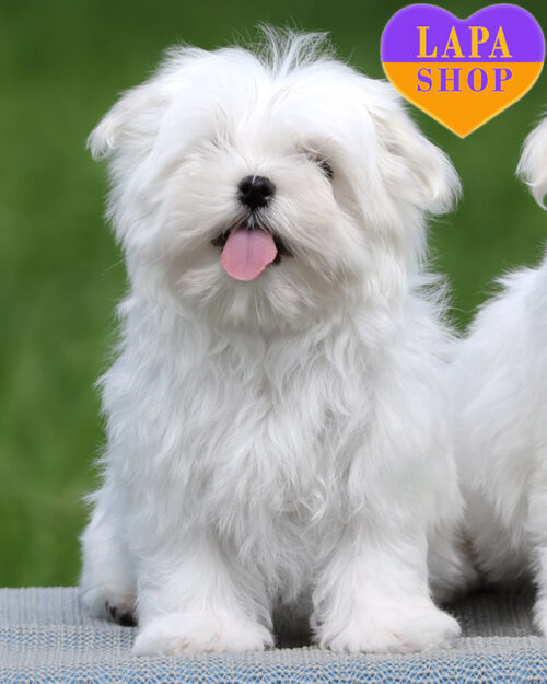 мальтийская болонка