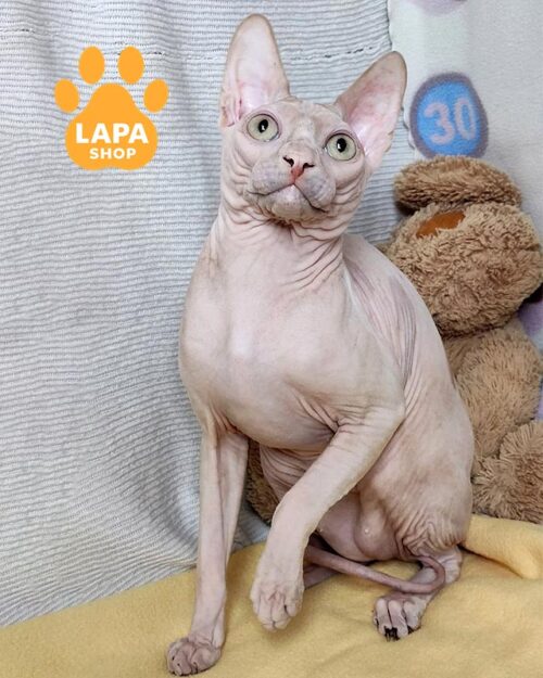 канадский сфинкс