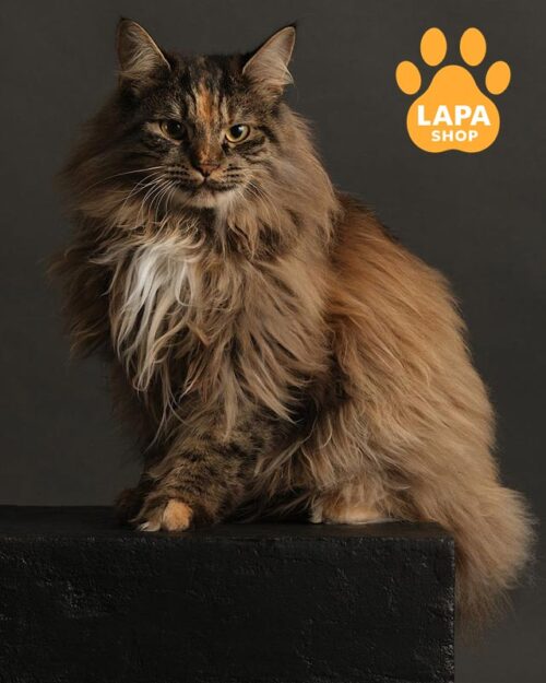 кішка курильський бобтейл