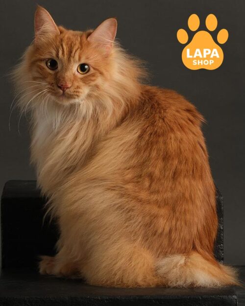 руда кішка курильський бобтейл