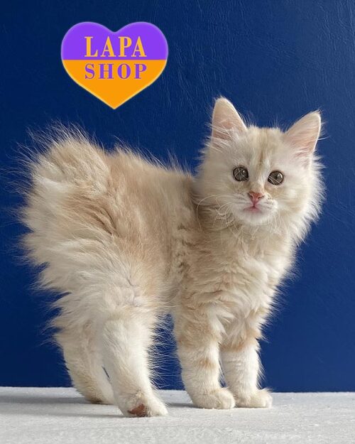 Marbled Red Kurilian Bobtail