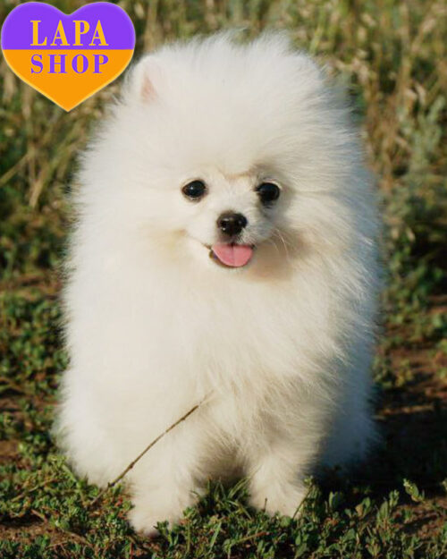 кремовий померанський шпіц