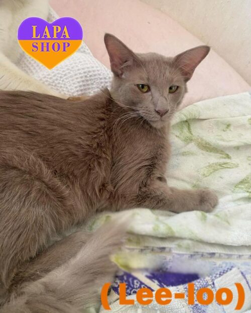 лілова яванез