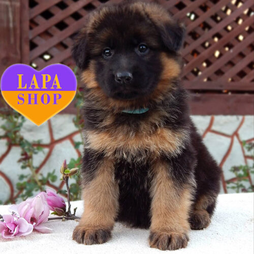 Чарівна довгошерста дівчинка породи німецька вівчарка