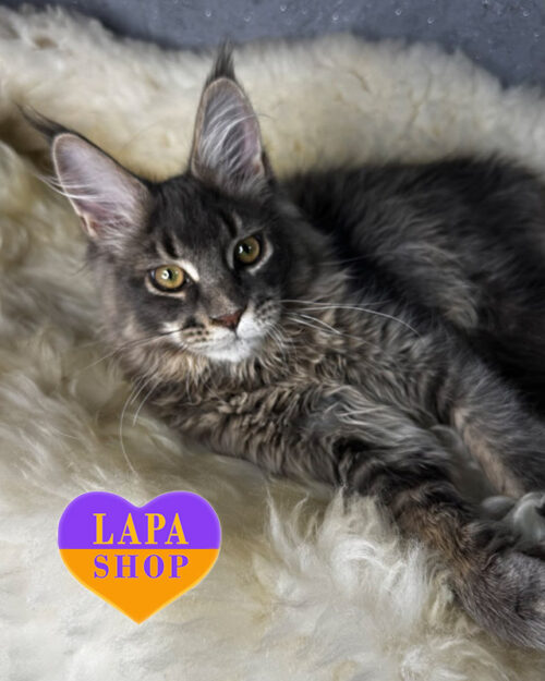 blue ticked Maine Coon