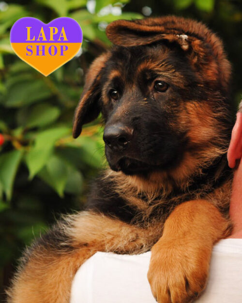 чепрачная немецкая овчарка стандарт