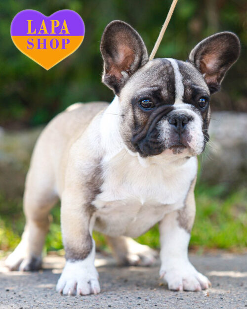 французький бульдог біло-палевого забарвлення