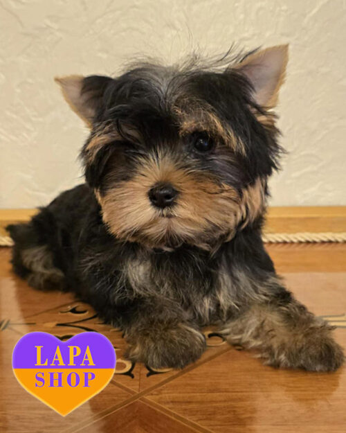 йоркширський тер'єр забарвлення стандарт