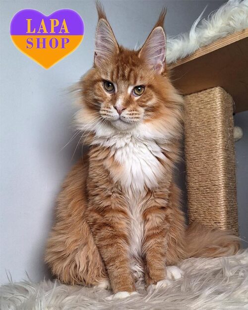 рудо-білий мейн-кун