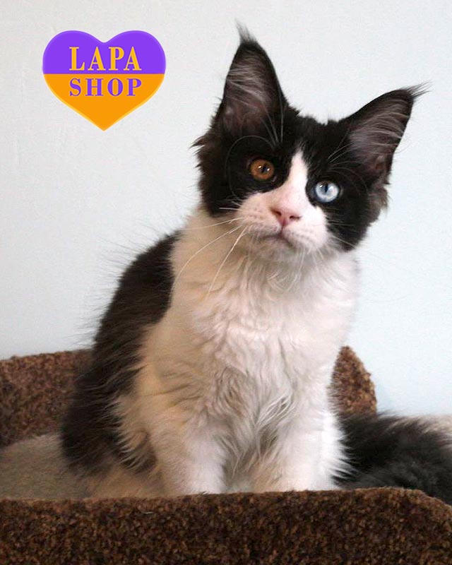 кішка мейн-кун з різнокольоровими очима