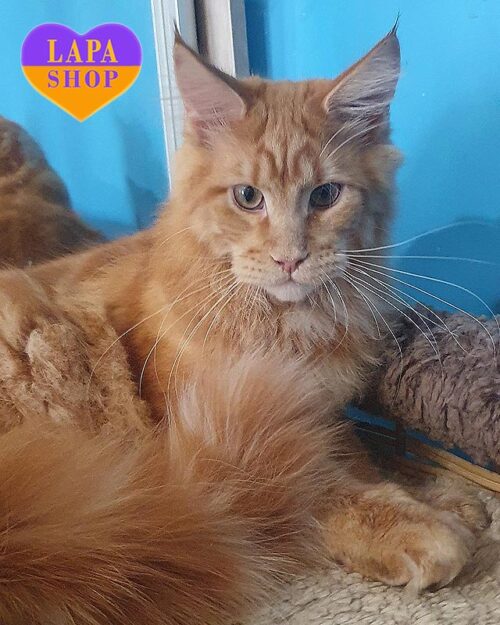 рудий мейн-кун