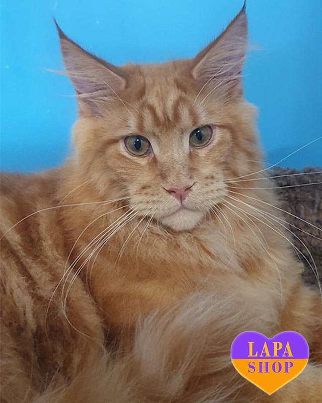 рудий мейн-кун