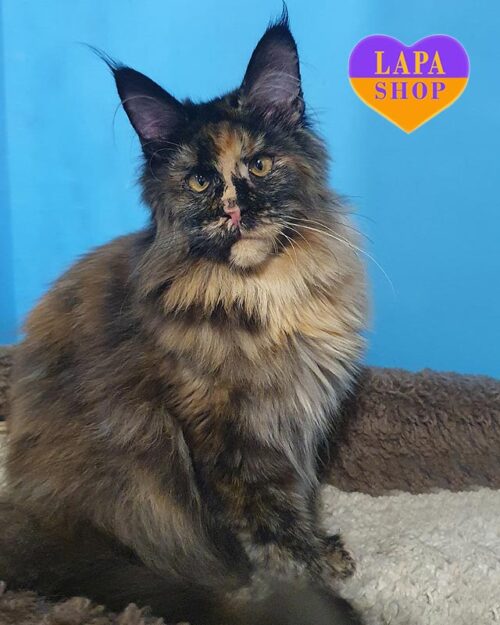 черепахова кішка мейн-кун