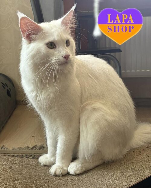 білосніжний мейн-кун