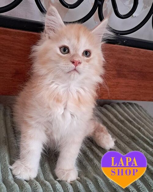 red silver Maine Coon <br>