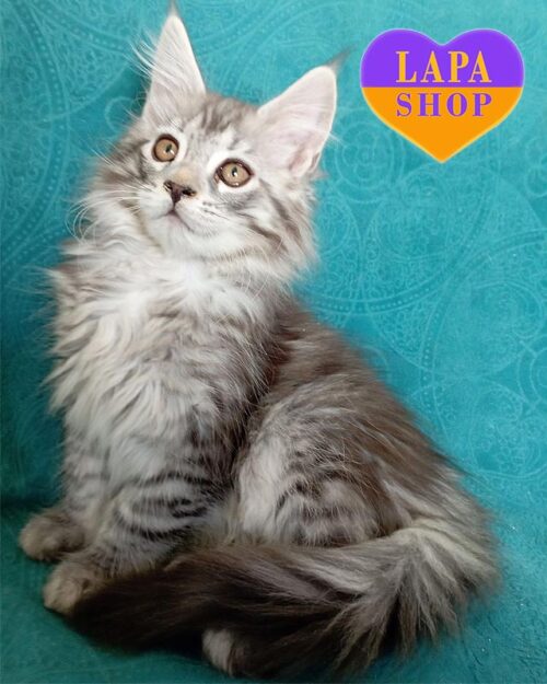 сріблясто-плямиста кішка мейн-кун