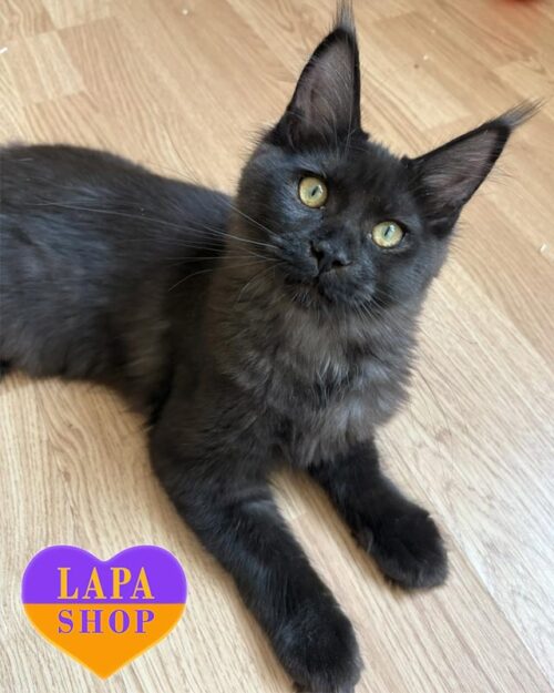 димна кішка мейн-кун