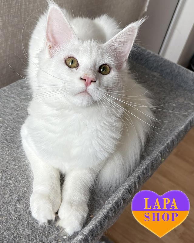 белоснежная кошка мейн-кун