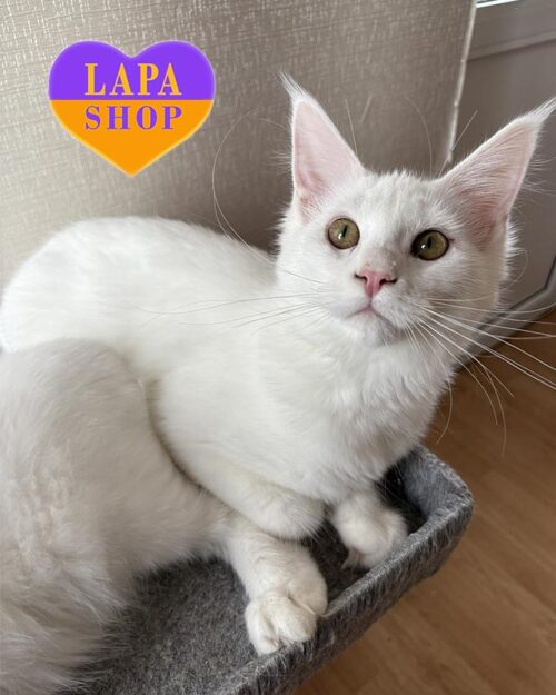 белоснежная кошка мейн-кун