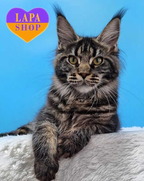 мраморный мейн-кун