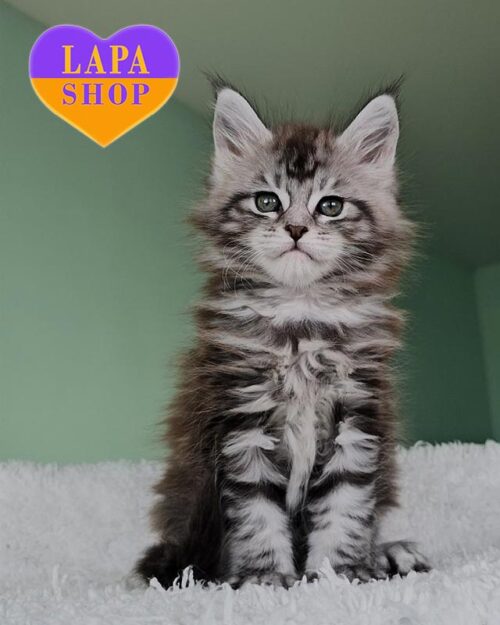 Dasha – кошечка породы мейн-кун в элегантной мраморной шубке