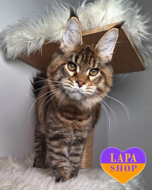 черепахова кішка мейн-кун