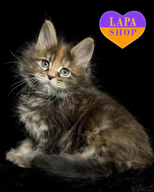 черепахово-мармурова кішка мейн-кун