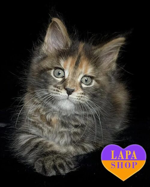 черепахово-мармурова кішка мейн-кун